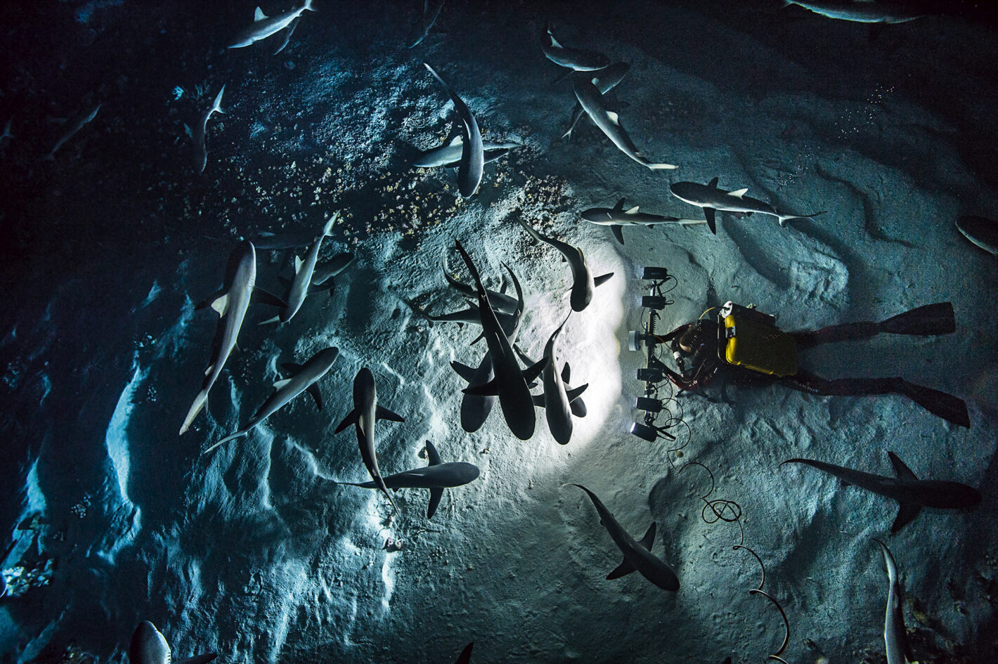 « 700 requins dans la nuit », une exposition et une soirée de rencontre avec Laurent Ballesta au Nikon Plaza