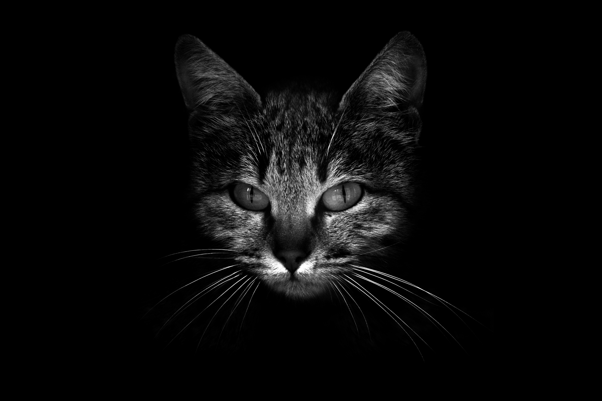 Les animaux en noir & blanc par Guillaume Mordacq