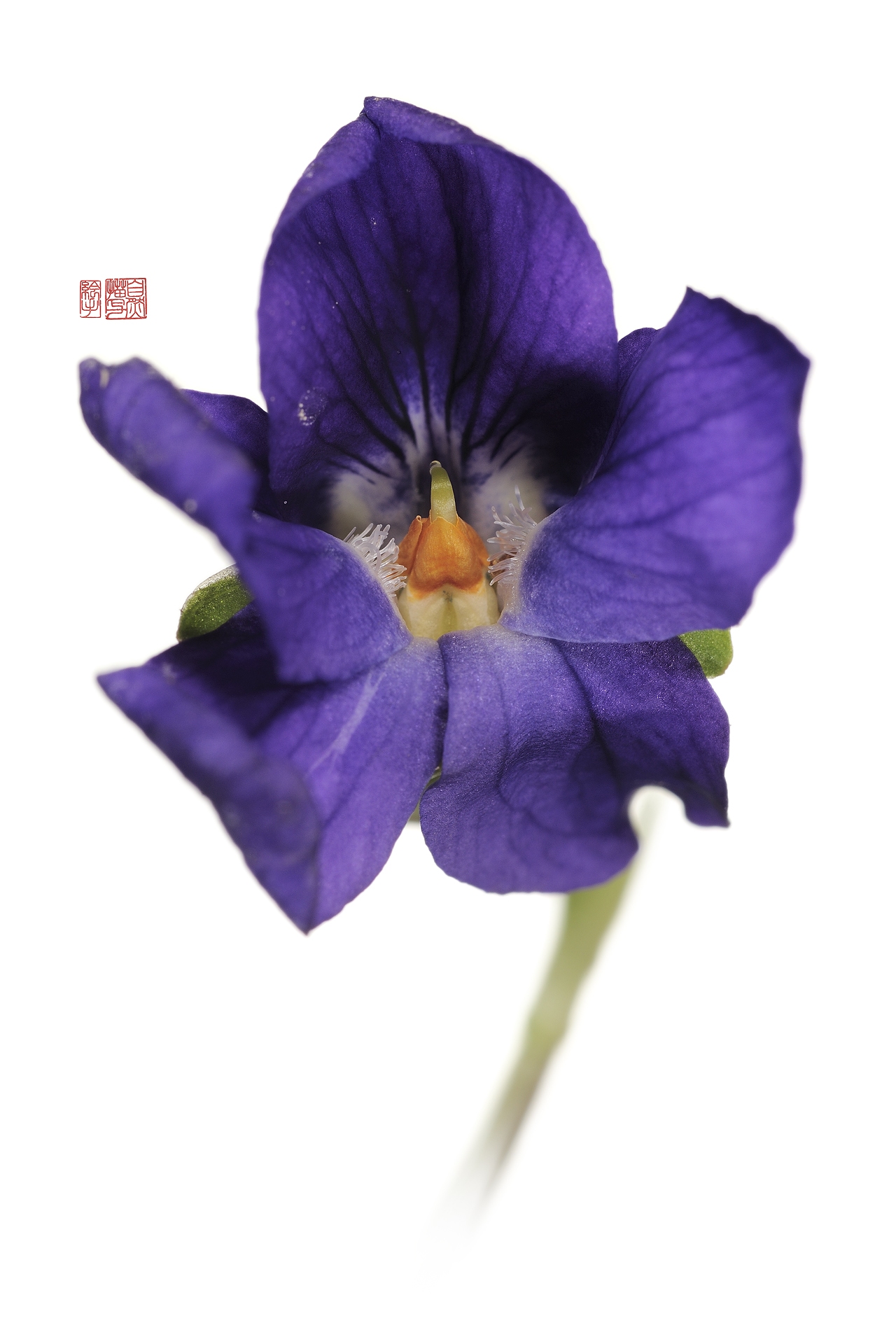 les fleurs amoureuses - Viola odorata 2 - Stéphane Hette Nikon