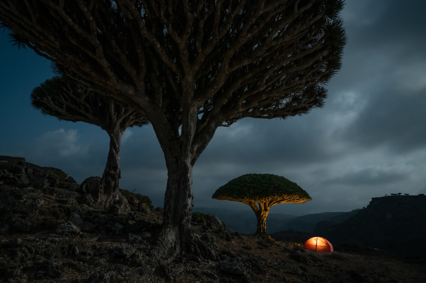 Dragonnier de Socotra : sur les traces de Marsel van Oosten