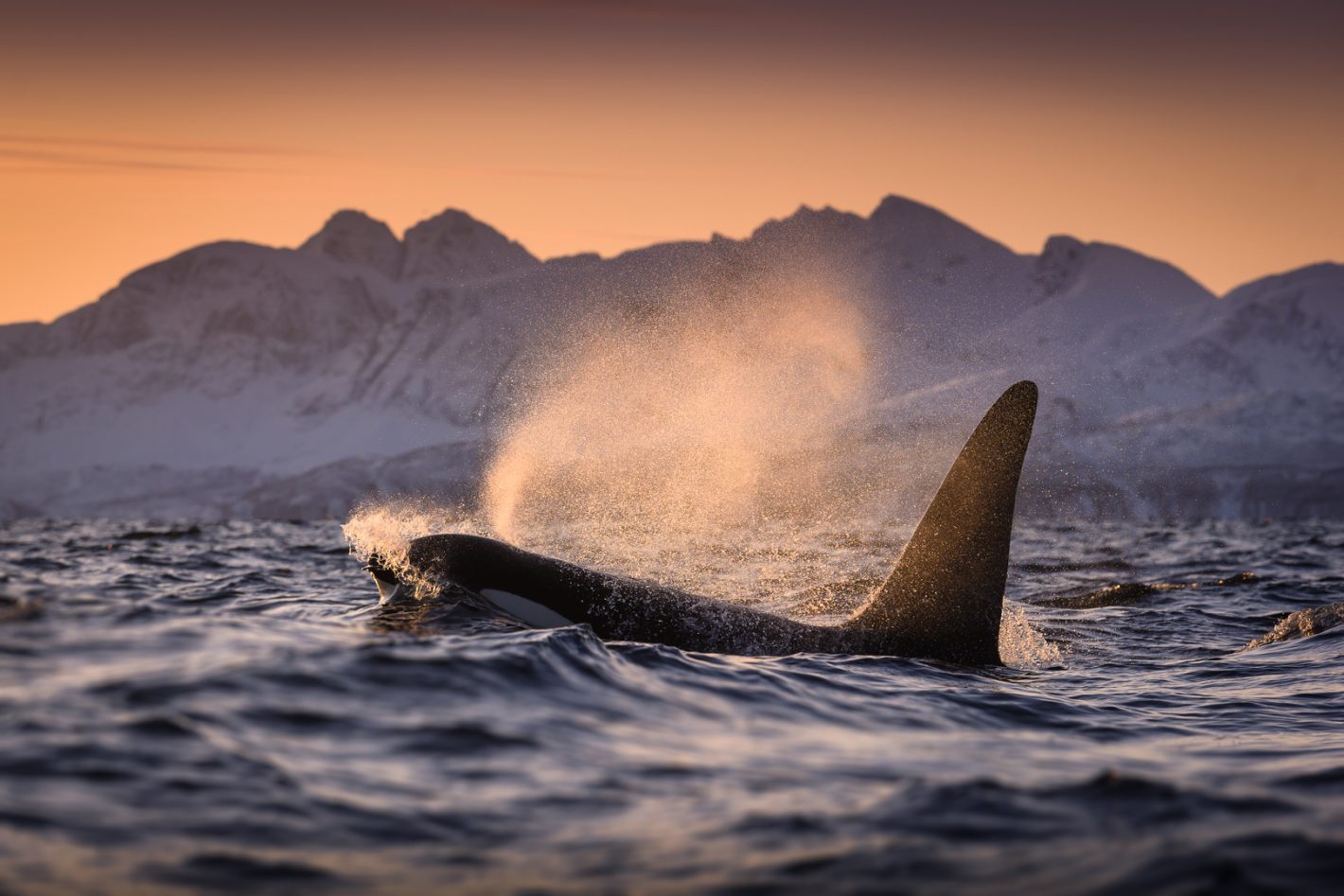 George Karbus voyage à de nouvelles profondeurs pour photographier la plus grande faune de l'océan