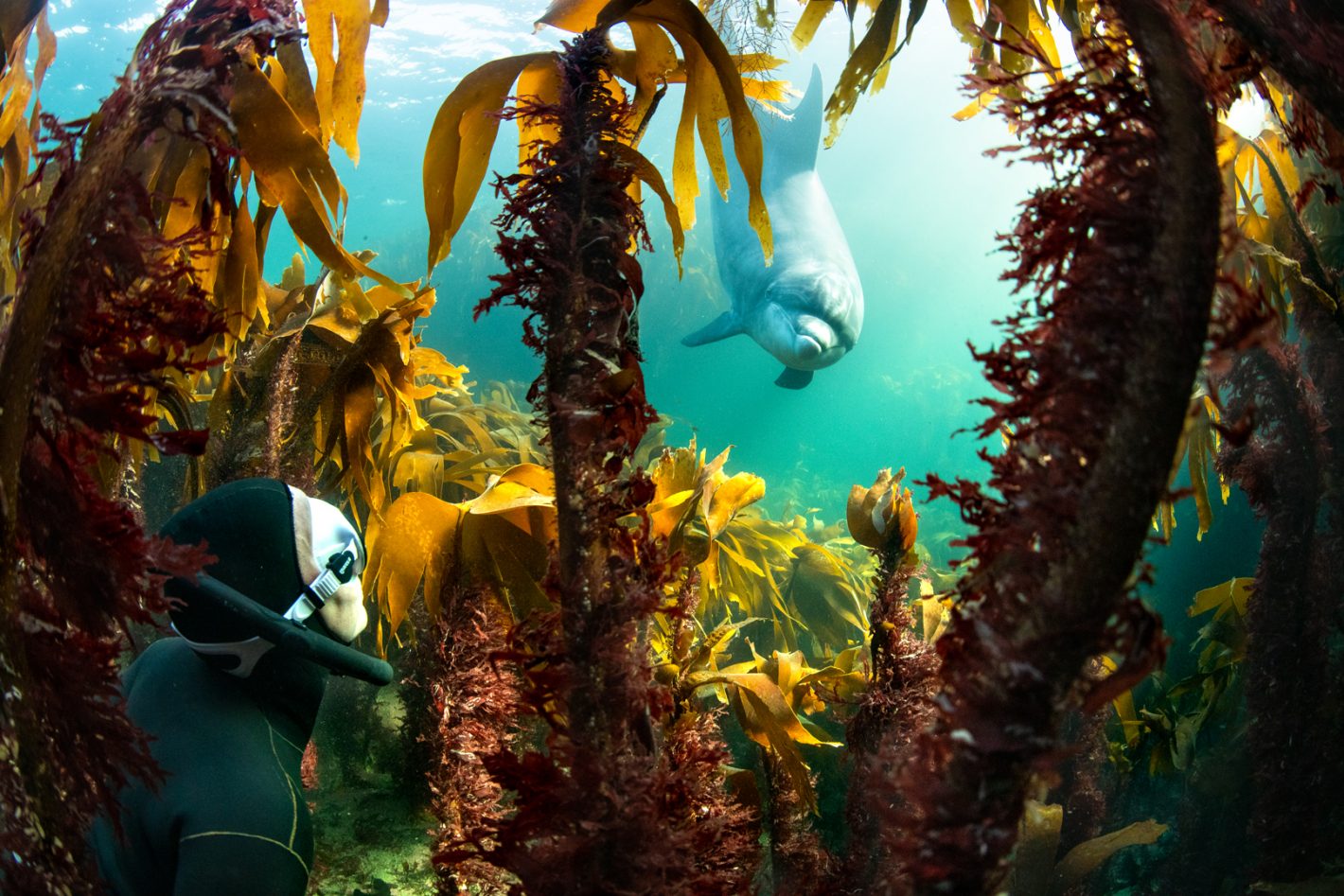 George Karbus voyage à de nouvelles profondeurs pour photographier la plus grande faune de l'océan